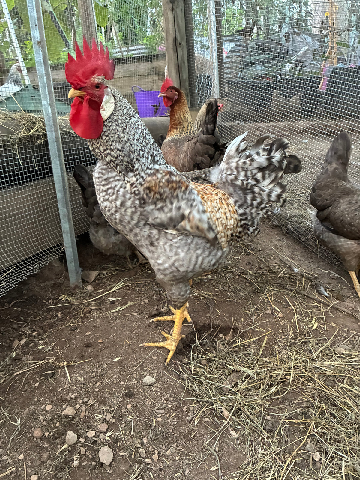 Lucky Dip Fertile Egg Dozen