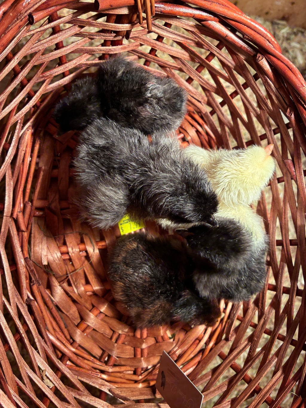 Barnevelder Fertile Eggs 1 dozen (12 eggs)