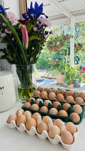 Light Sussex Fertile Eggs 1 Dozen (12 Eggs)