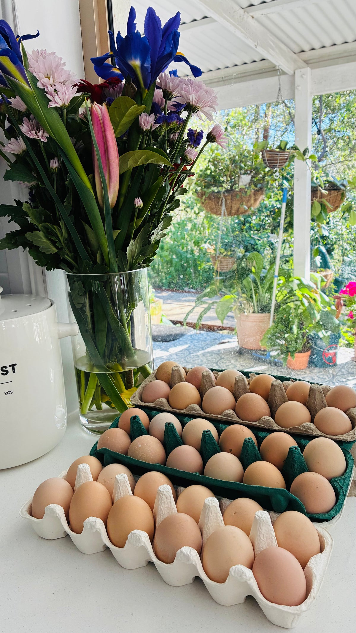Light Sussex Fertile Eggs 1 Dozen (12 Eggs)