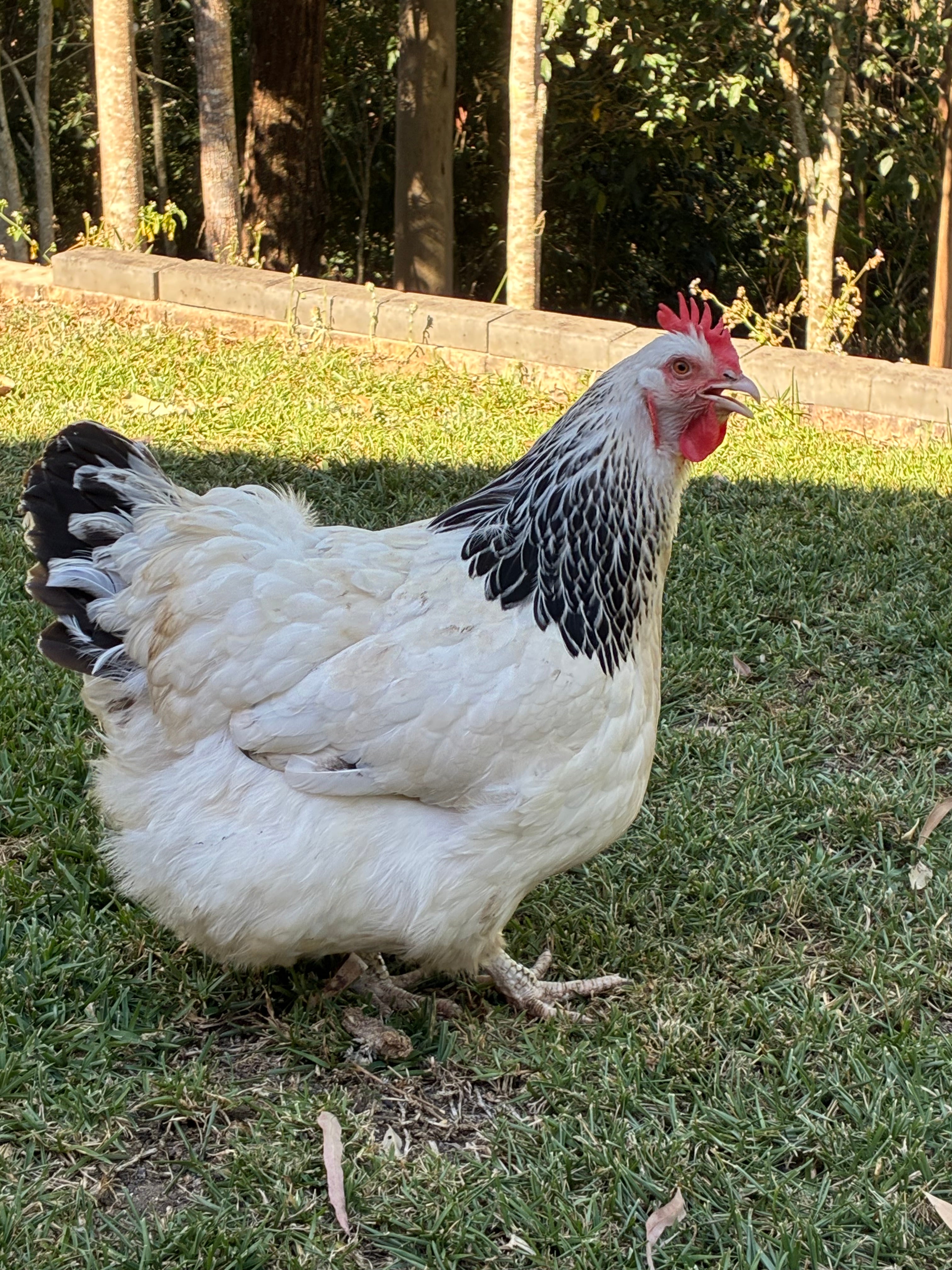 Light Sussex Fertile Eggs 1 Dozen (12 Eggs)
