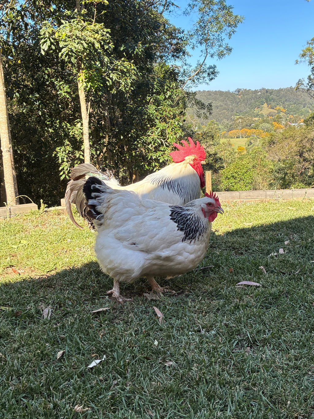 Light Sussex Fertile Eggs 1 Dozen (12 Eggs)
