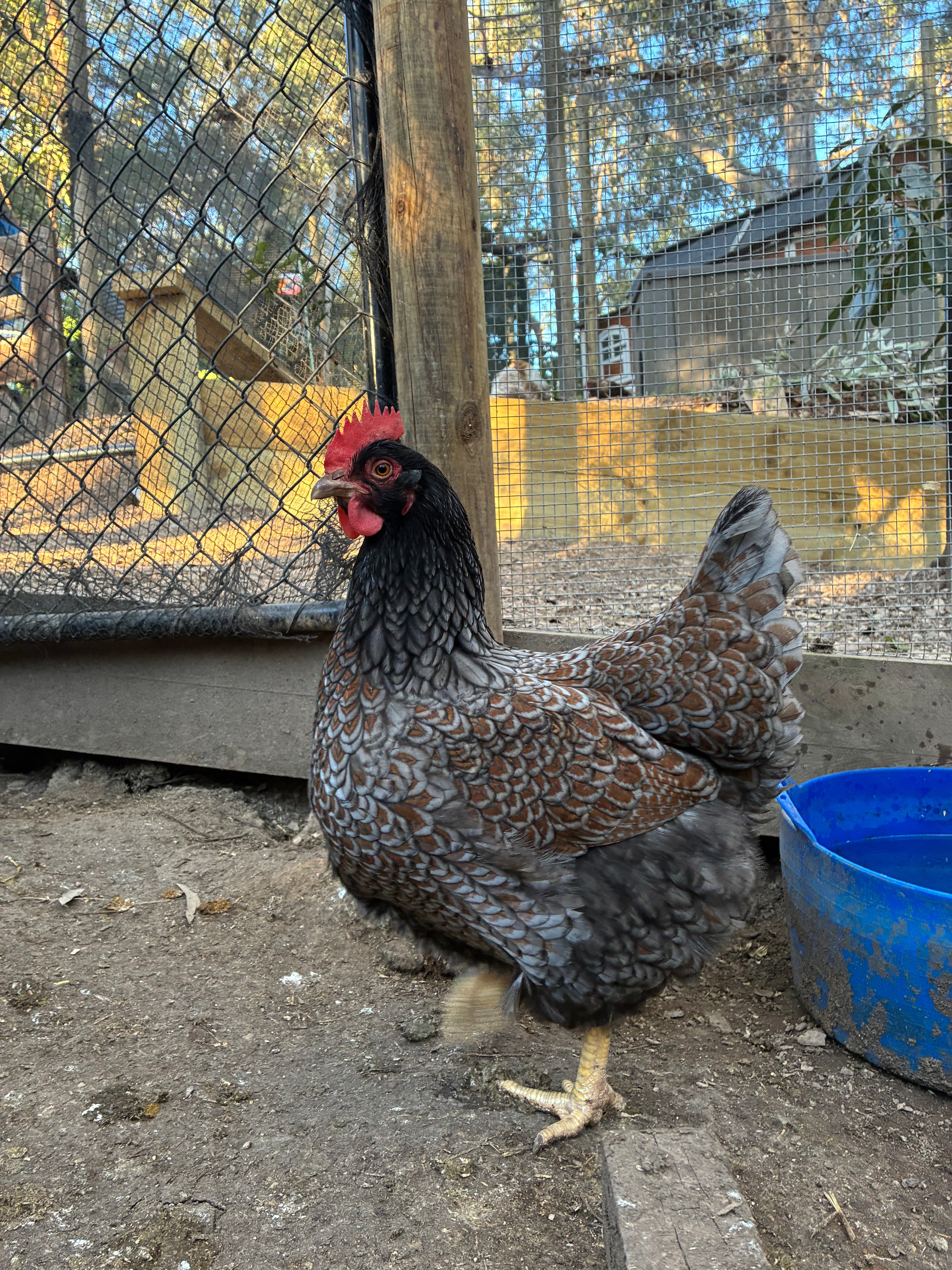 Barnevelder Fertile Eggs 1 dozen (12 eggs)