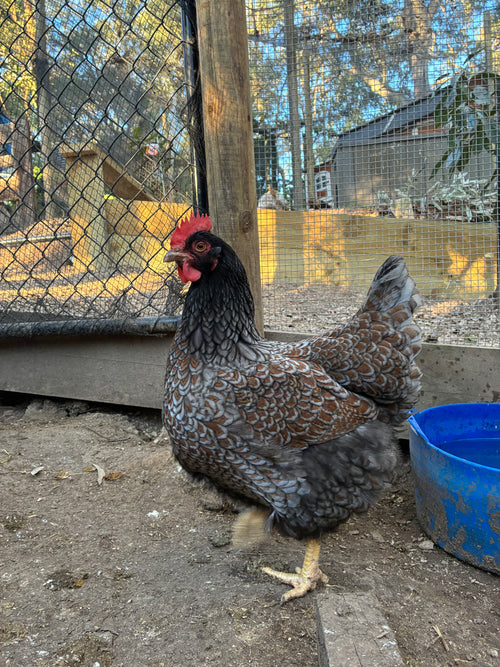 Barnevelder Fertile Eggs 1 dozen (12 eggs)
