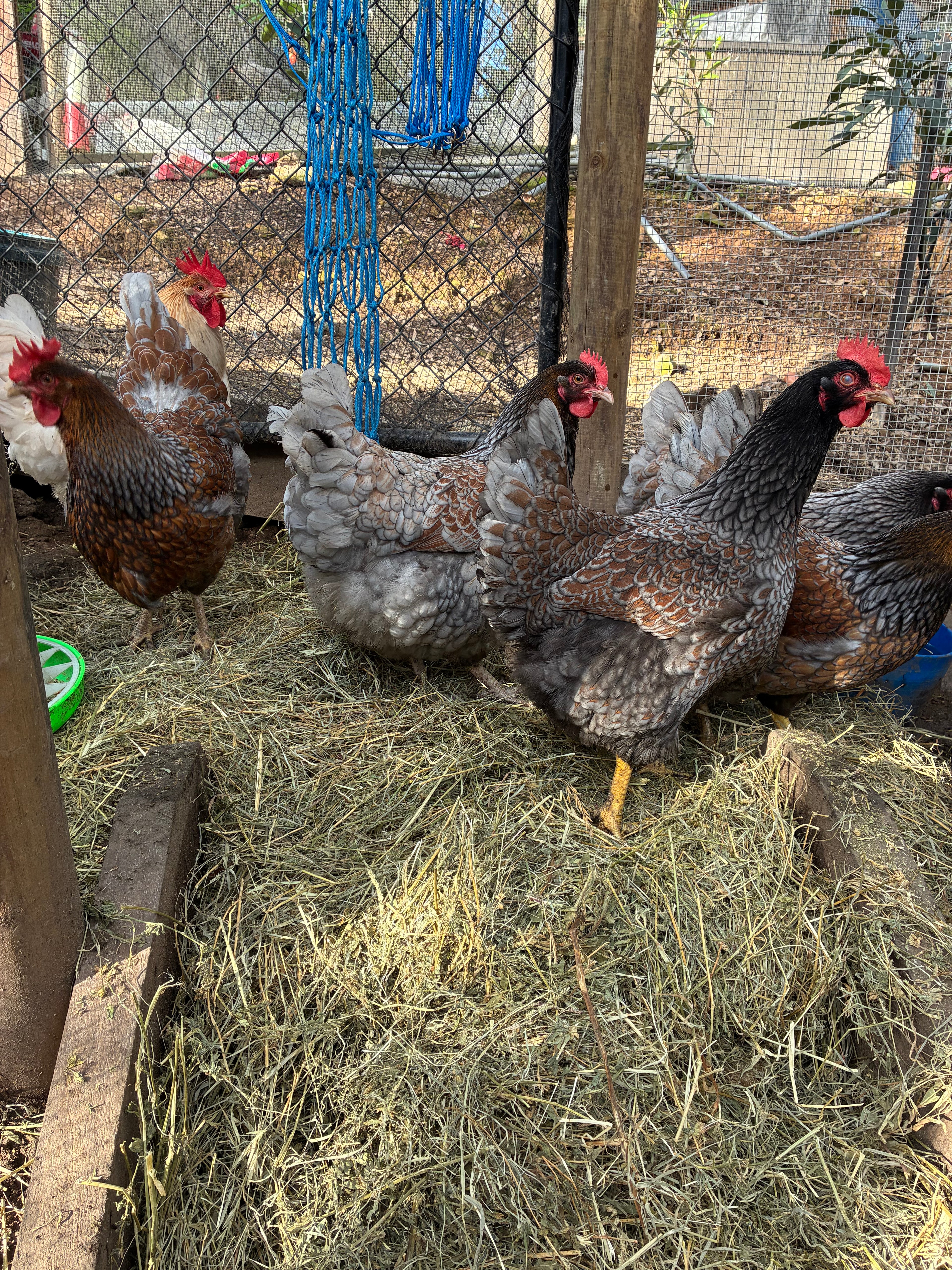 Barnevelder Fertile Eggs 1 dozen (12 eggs)