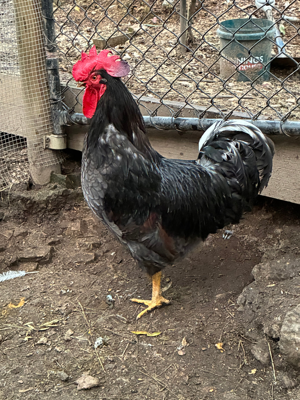 Barnevelder Fertile Eggs 1 dozen (12 eggs)
