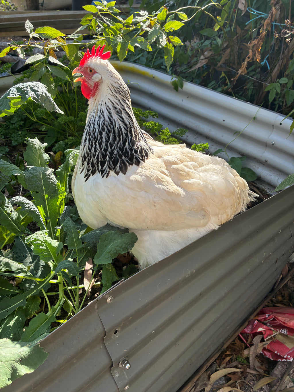 Light Sussex Fertile Eggs 1 Dozen (12 Eggs)