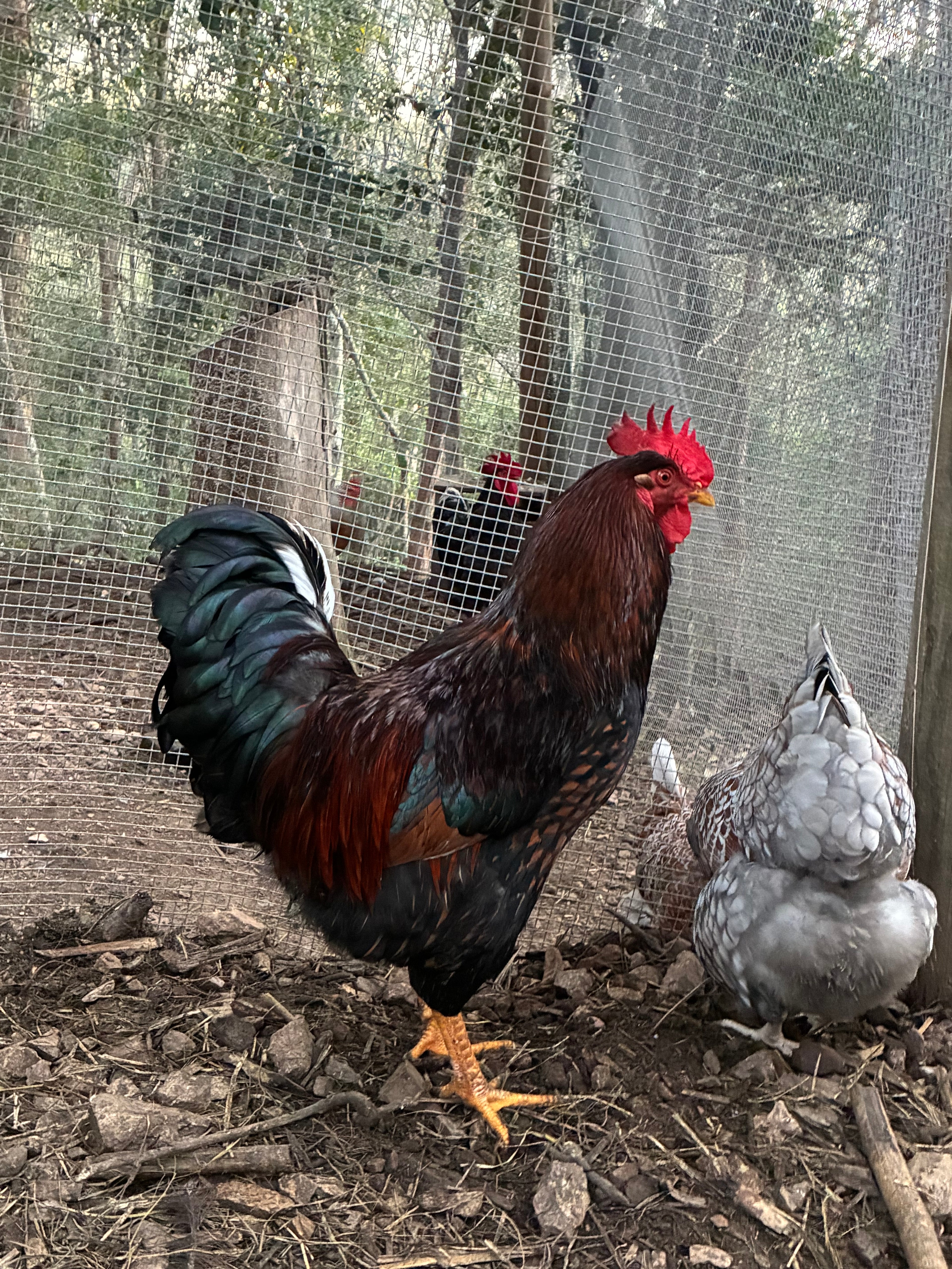 Lucky Dip Fertile Egg Dozen
