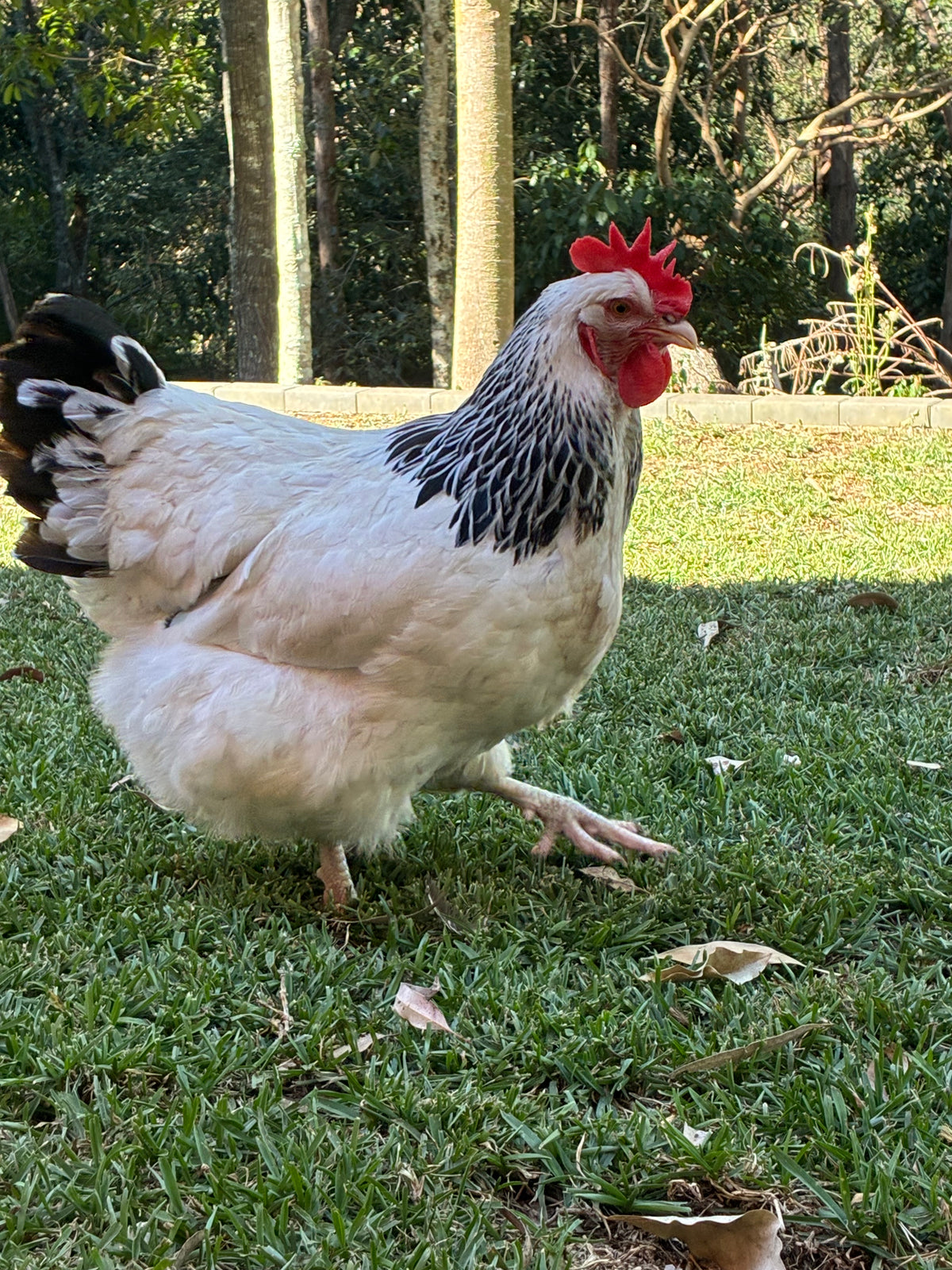 Light Sussex Fertile Eggs 1 Dozen (12 Eggs)