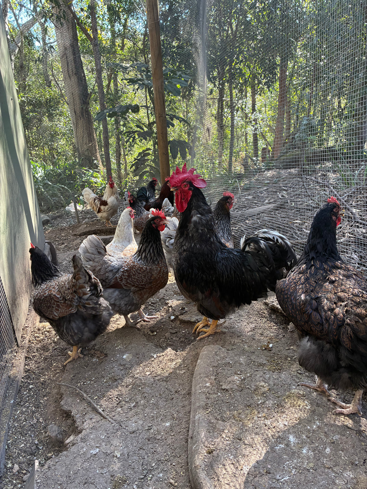 Barnevelder Fertile Eggs 1 dozen (12 eggs)