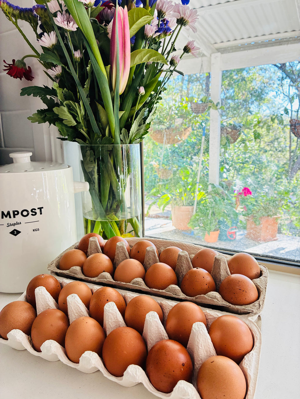 Barnevelder Fertile Eggs 1 dozen (12 eggs)